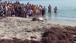 Pregnant sea turtle makes its way back to sea after boating incident rehab