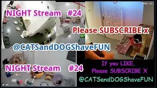 Stray Cat, Rescue Cat, Adopted Cat, Part 24, NIGHT stream - CATSandDOGShaveFUN #LIVE