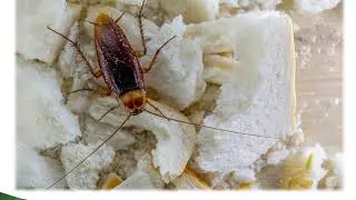 5 Top Pest Control Companies in Toronto Pest Control Services Pest Control Canada Top Pest Control
