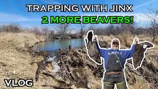 Checking My Beaver Traps: 2 More Beavers | Trapping With Jinx VLOG | S4 Ep 31