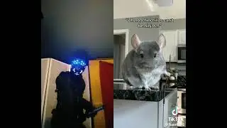samurai vs ninja chinchilla