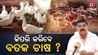 କିପରି କରିବେ ବତକ ଚାଷ  ?