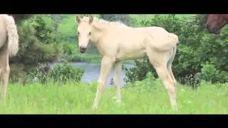 Short Horse Movie: Newborn Foals