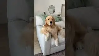 Настоящий босс.. 😅