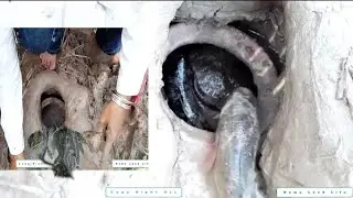 Survival skills: Build fish trap from deep hole put a pot - Skills catch fish in deep holes of girl.