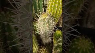 Cactus Greenhouse Update #cactus #flowers #nature #gardening #cactusjerk