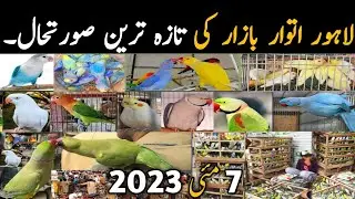 Lahore Sunday Birds Market Latest Price Update | 7 May 2023 | @Parrots Information Channel