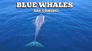 Blue Whale season is upon us | San Diego Whale Watching 2025