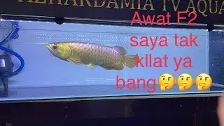 Kenapa arowana fish F2 yang saya punya ikan tak kliat sisik macam napak kotor tak berkilat awat ya🤔