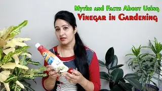 Myths and Facts About Using Vinegar in Gardening | Benefits of using Vinegar in Gardening