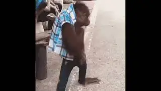 FUNNY MONKEY STYLE FROM PEOPLE IN 2021 #shorts #monkey #funny #vines