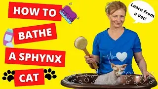 How To BATHE a SPHYNX CAT BY YOURSELF (Vet Demonstrates)