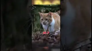 Joe Rogan&rsquo;s thoughts on CATS 🤣 | #shorts #joerogan #funny