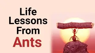 Life lessons from Ants | Best motivation from ants | Animal Series | Lead International