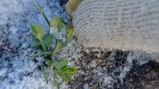 Зимуючий горох Балтрап після морозів -20.