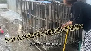 今天来个沉浸式鸡窝狗窝清理，顺便消消毒，这样还会有病毒吗？#五黑鸡 #乌鸡 #芦花鸡 #沉浸式打扫卫生真解压 #农村生活