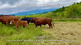 I left home to volunteer on a ranch in Montana: #4 The Livingston rodeo & daily ranch activities 🇺🇸