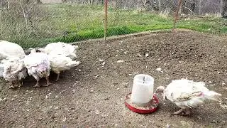 Что же мы опять затеяли??? /
