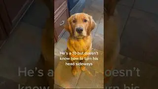 This golden retriever isn&rsquo;t the smartest 😂