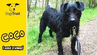 Coco the Bearded Collie Cross is a Cute Little Bean! | Dogs Trust West Calder