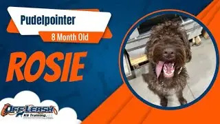8 Month Old Pudelpointer | Best Dog Training | Off Leash K9 | Board & Train | Oklahoma