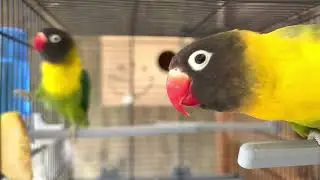 Inséparable personnata # love birds routines