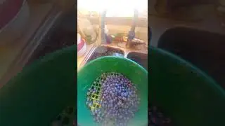 Blueberry classification done EASY!!!