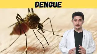 Dengue 3d animation | cause symptom prevention | shock syndrome | hemorrhagic fever | mosquito hindi