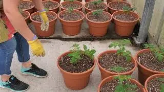 Patio Tomatoes