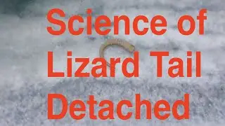Lizard Tail Moving After Detached, Science on Lizard Tail Cut