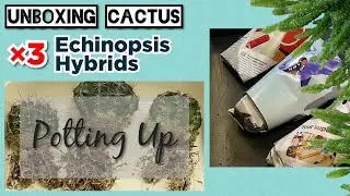UNBOXING Echinopsis hybrid Cactus Plants | Includes POTTING UP |October 2020