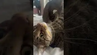 Funny cats - Simba & Shark Morning Playtime