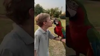 #aramacaw #papagan #papag&aacute;j #dobrerano #slovakia #shotors #kıbrıs #parrot #g&uuml;naydınmesajları