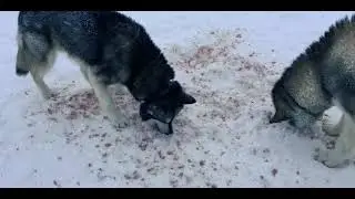 Schlittenhunde Tour Schweden 2020