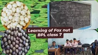 Learning of Bihar fact (makhana)fox nut🙌#school #education #study #foxnut #viral #shorts 
