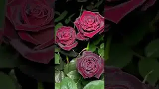 beautiful rose flower 🌹। #rosecaring #flower #flowers #rose #nature #roseflower #music #garden