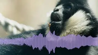 White-Cheeked Gibbons Singing
