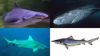 Which Sharks Live In Freshwater?