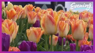 Tulip Valley Farms offers unique U-Pick experience for 2025 Skagit Valley Tulip Festival