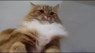 This cat is like a cloud