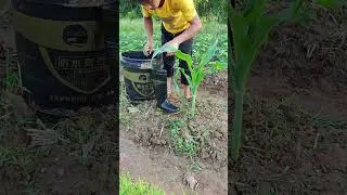 &iexcl;La agricultura tambi&eacute;n puede tener peque&ntilde;as alegr&iacute;as pl&aacute;ntulas en la apertura de las de lluvia!