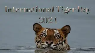 International Tiger Day  - Special gift from Wild Animals(Sundarbans)Channel - Sundarban Tiger