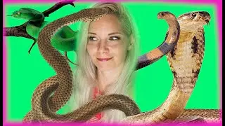 SNAKE ISLAND - OTOK KAČ. Bi preživeli 1 uro? 🐍