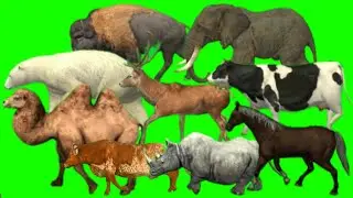 stampede animals running | safari animals compilation | stampede green screen | animal stampede