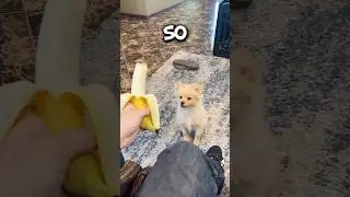 Can dogs eat bananas? #pomeranian #banana #dogfood #funnydog #cutedog #dog