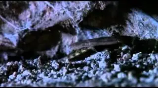 Tarantula Australiens Koenigin der Spinnen