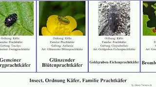 Insect, Ordnung K&auml;fer, Familie Prachtk&auml;fer agrilus Gro&szlig;er Sternocera Gefleckter interrupta Julodis