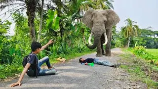 Elephant Attack On Village Boy In Indian Forest Road#elephant​ #attack​ #video​ #elephantattack​ 