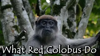 What Red Colobus Do (90% of the time)