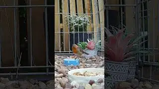 An adorable robin redbreast bird feeding in the sanctuary